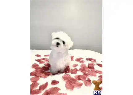 Max available Maltese puppy located in PONTE VEDRA BEACH